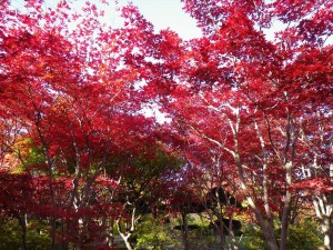 10/23　ノムラモミジ